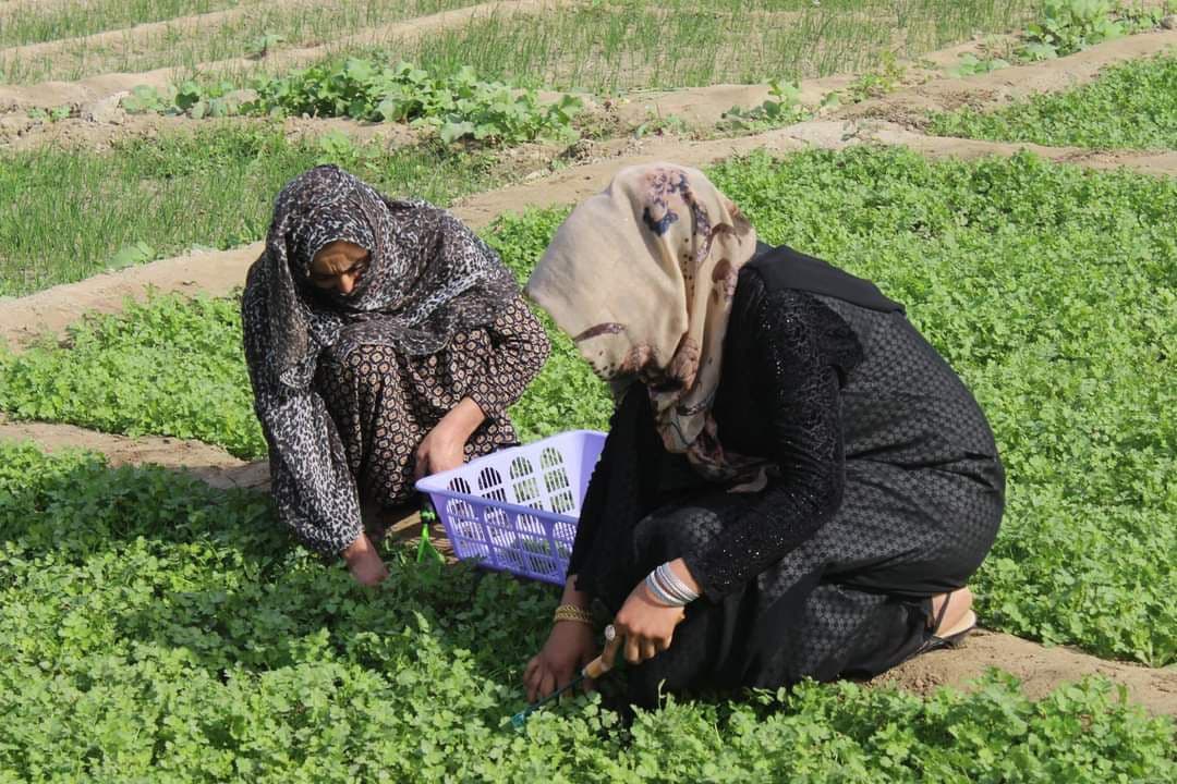 باغ سبز پشتبام فاطمه