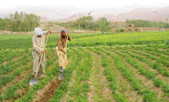 کشاورزان در حال کار در مزرعه