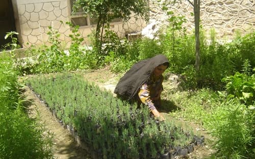Parwana